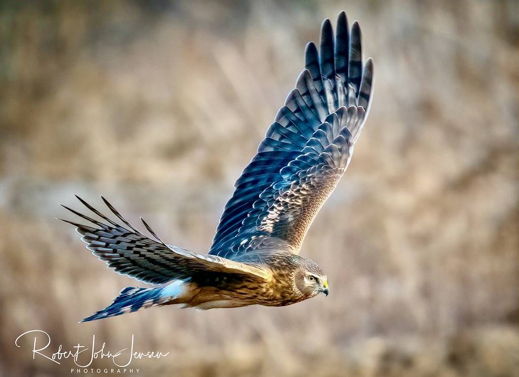 Northern Harrier Cruise by ~ Bob ~ is licensed under CC BY-NC-SA 2.0.